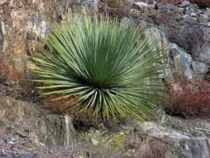 Vivers Càrex - Yucca whipplei